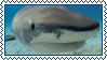 Stamp: Shark